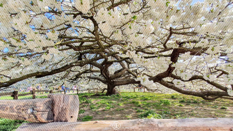 The Expanse of God’s Love for me Nurtures my Love for Him